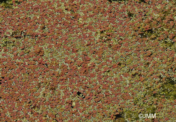 Azolla filiculoides