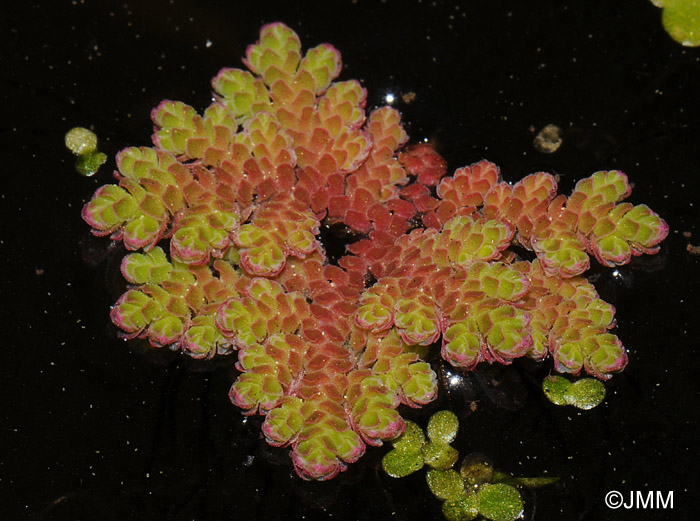 Azolla filiculoides