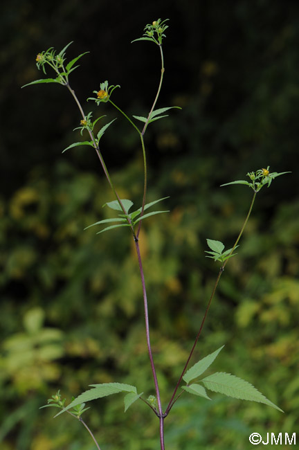 Bidens frondosa