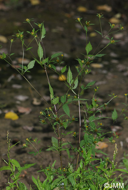 Bidens frondosa