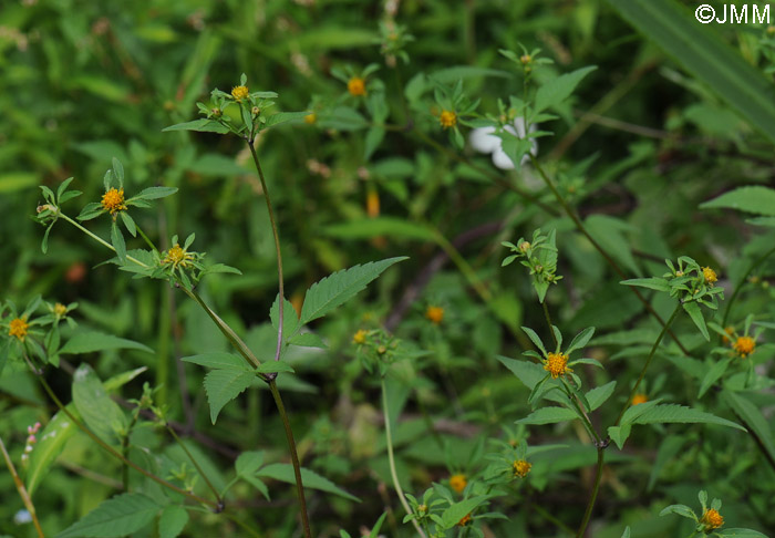 Bidens frondosa