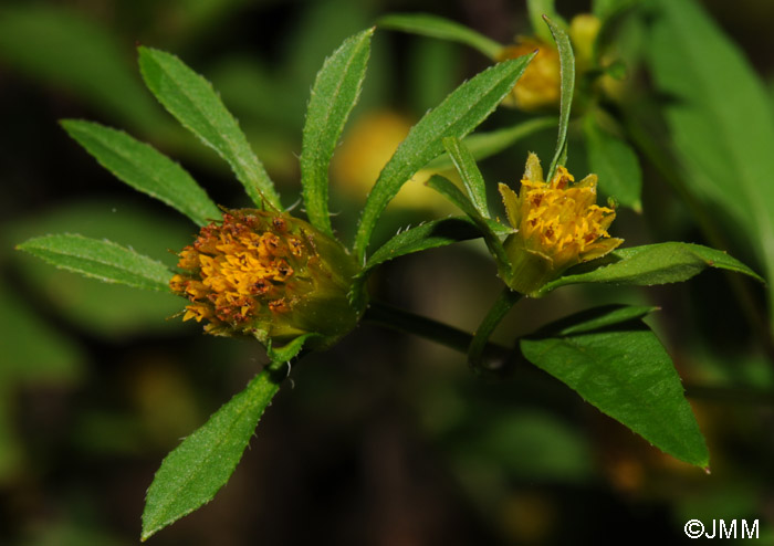 Bidens frondosa