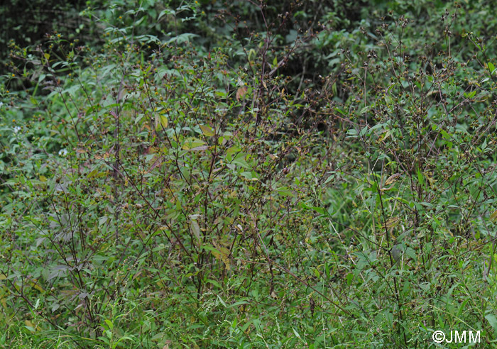 Bidens frondosa