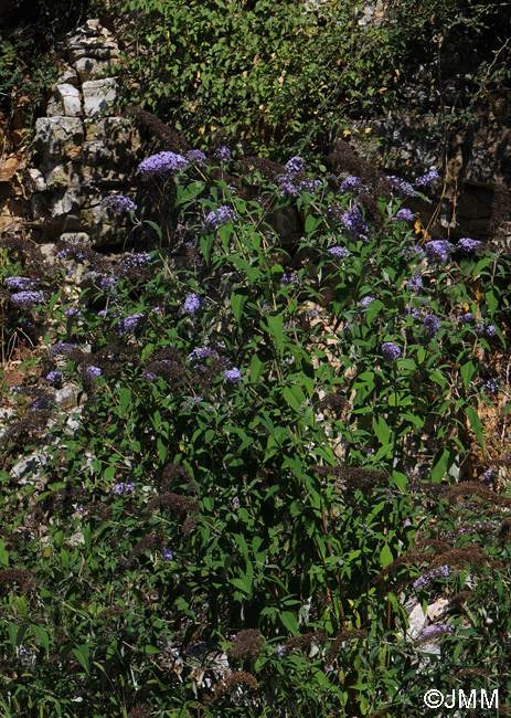 Buddleja davidii