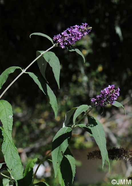 Buddleja davidii