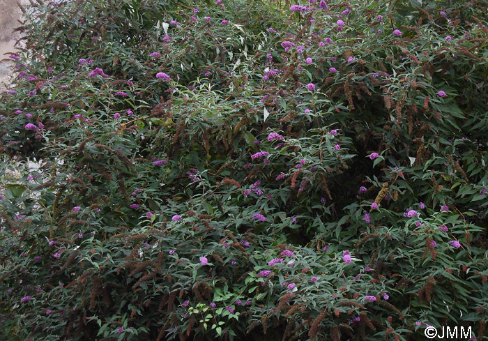 Buddleja davidii