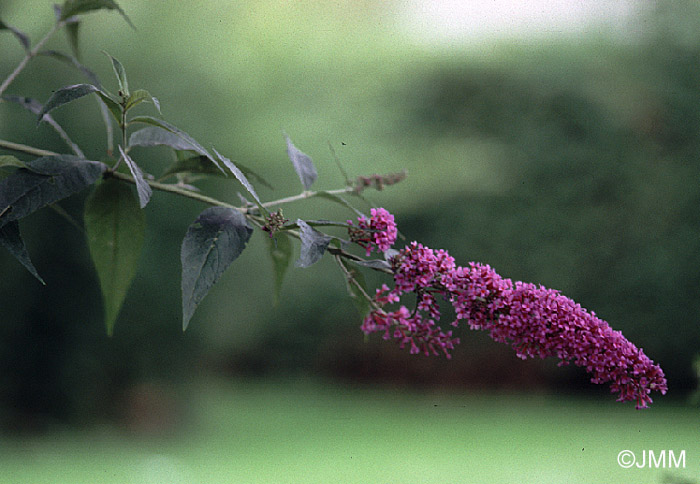 Buddleja davidii