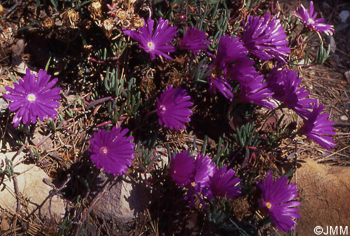 Carpobrotus acinaciformis