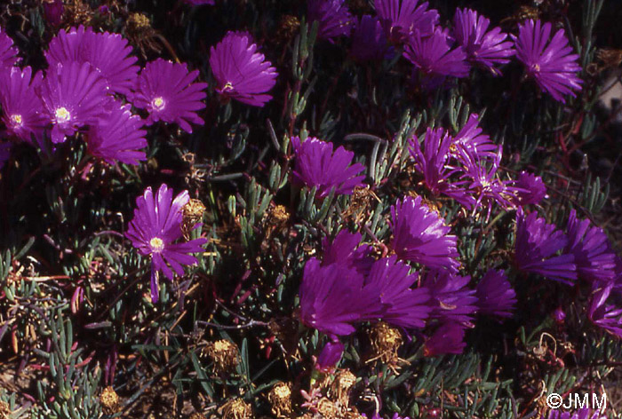 Carpobrotus acinaciformis