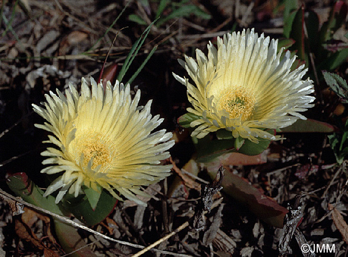 Carpobrotus edulis