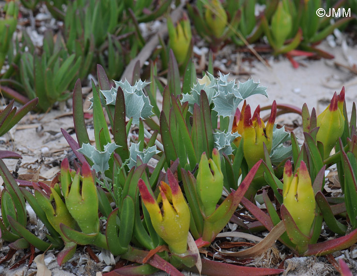 Carpobrotus edulis