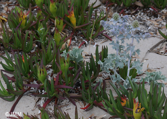 Eryngium maritimum et Carpobrotus edulis