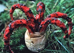 Clathrus archeri