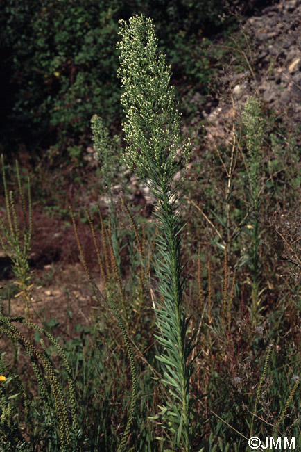 Conyza canadensis