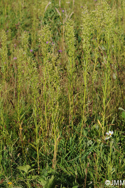 Conyza canadensis