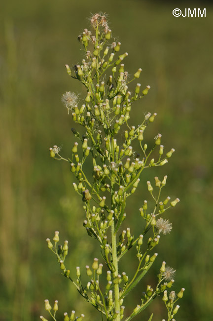 Conyza canadensis