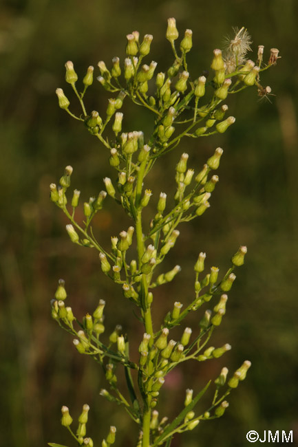 Conyza canadensis