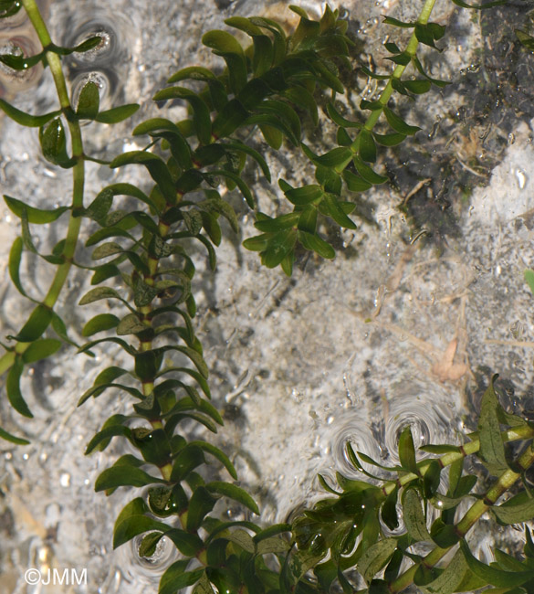 Elodea canadensis