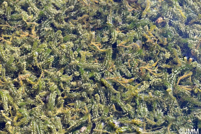 Elodea canadensis