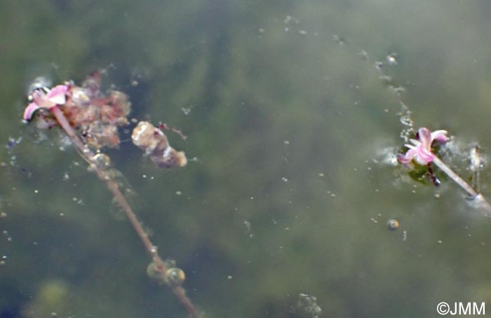 Elodea canadensis