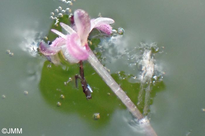 Elodea canadensis