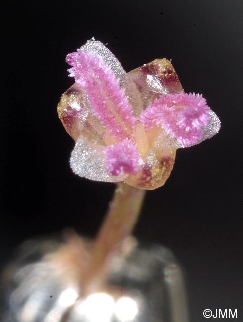 Elodea canadensis