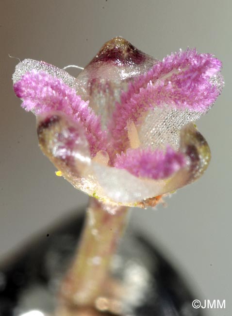 Elodea canadensis