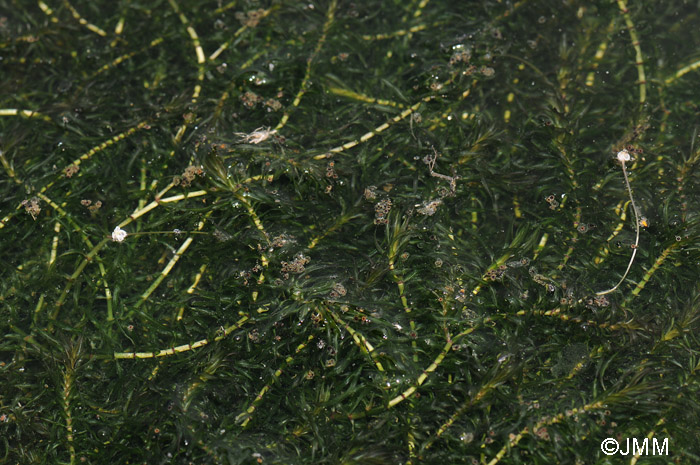 Elodea nuttalii