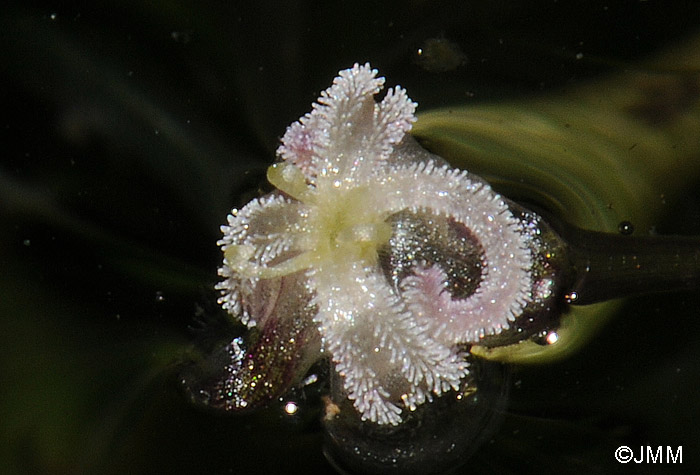 Elodea nuttalii