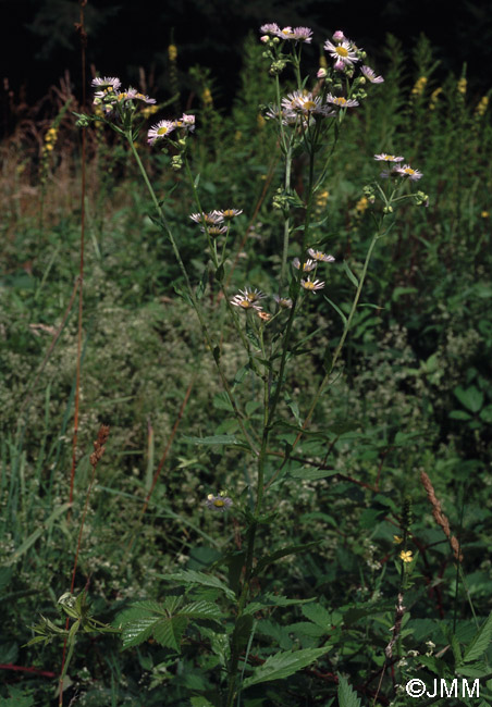 Erigeron annuus