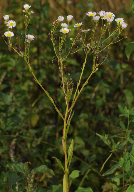 Erigeron annuus