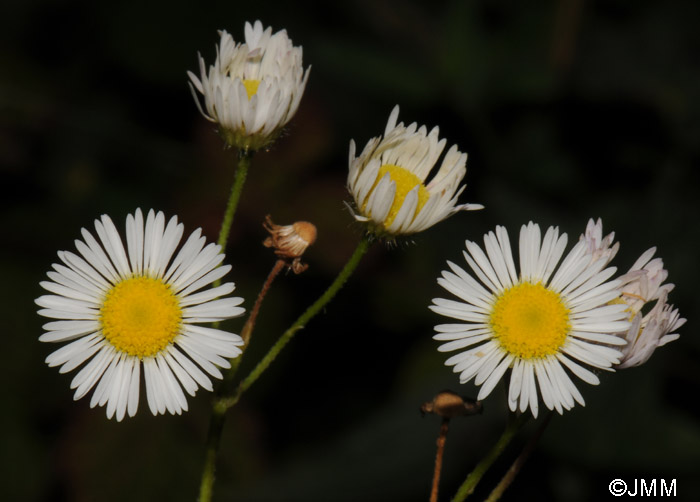 Erigeron annuus