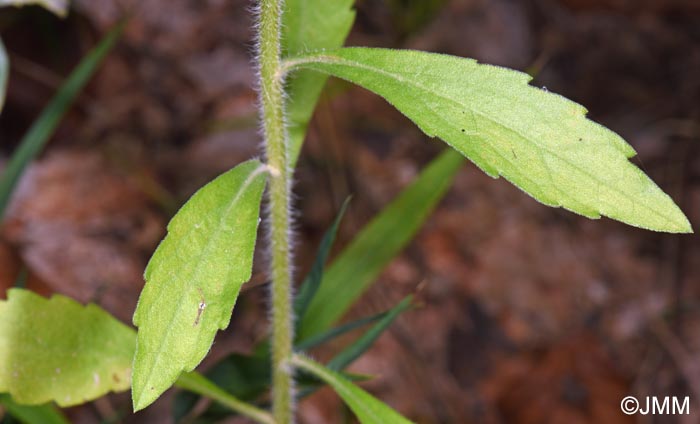 Erigeron sumatrensis