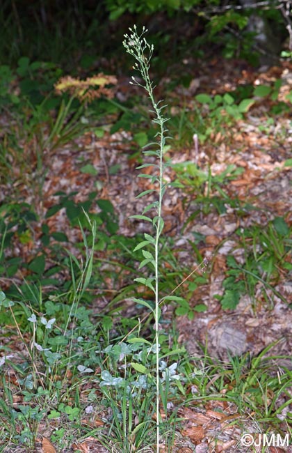 Erigeron sumatrensis
