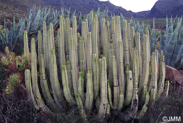 Euphorbia canariensis, Opuntia dillenii & Agave americana 