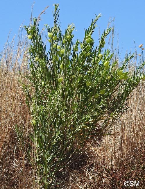 Gomphocarpus fruticosus