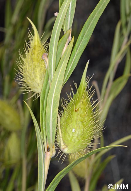 Gomphocarpus fruticosus