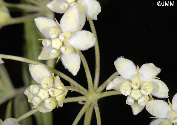 Gomphocarpus fruticosus