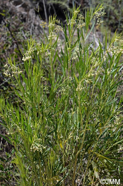 Gomphocarpus fruticosus