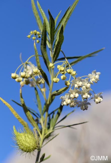 Gomphocarpus fruticosus