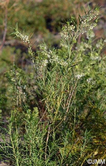 Gomphocarpus fruticosus