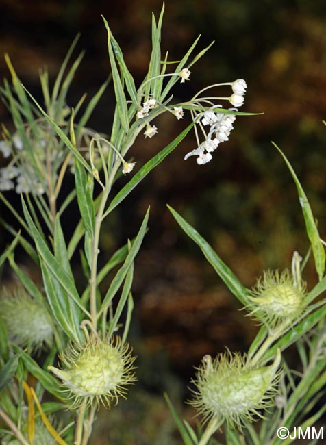 Gomphocarpus fruticosus