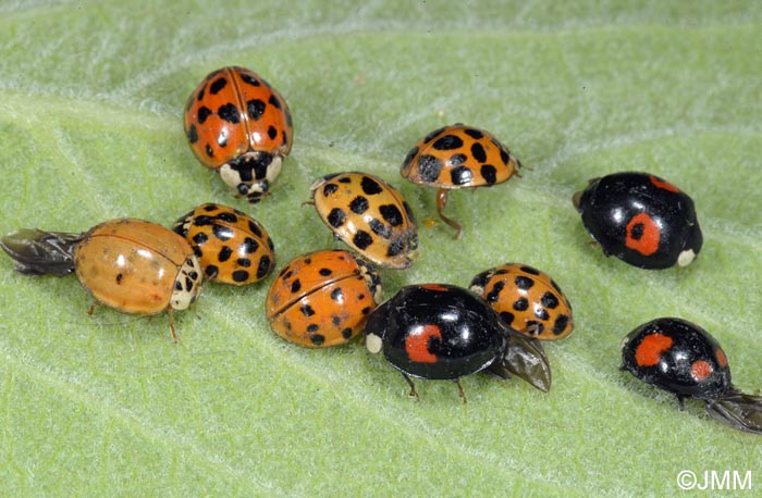 Harmonia axyridis