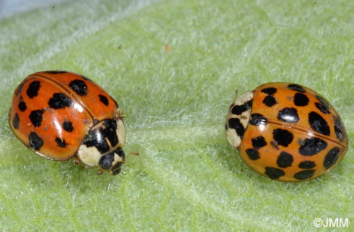 Harmonia axyridis