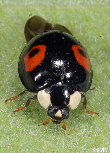 Harmonia axyridis