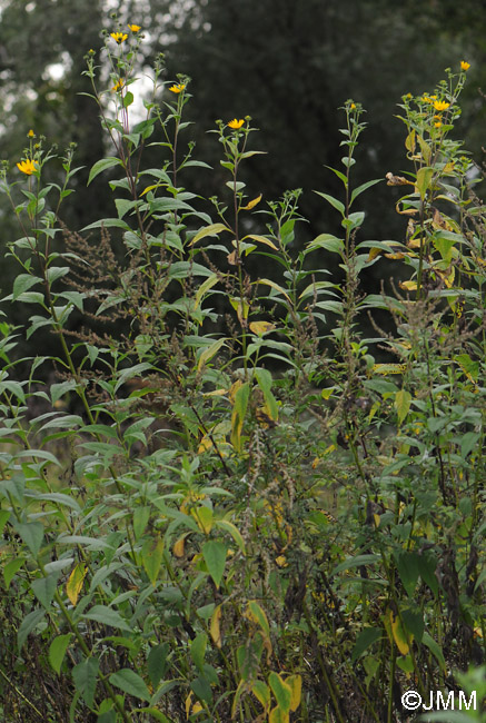 Helianthus tuberosus