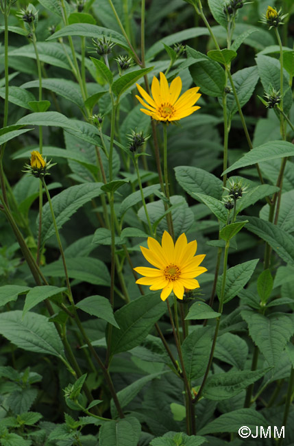 Helianthus tuberosus