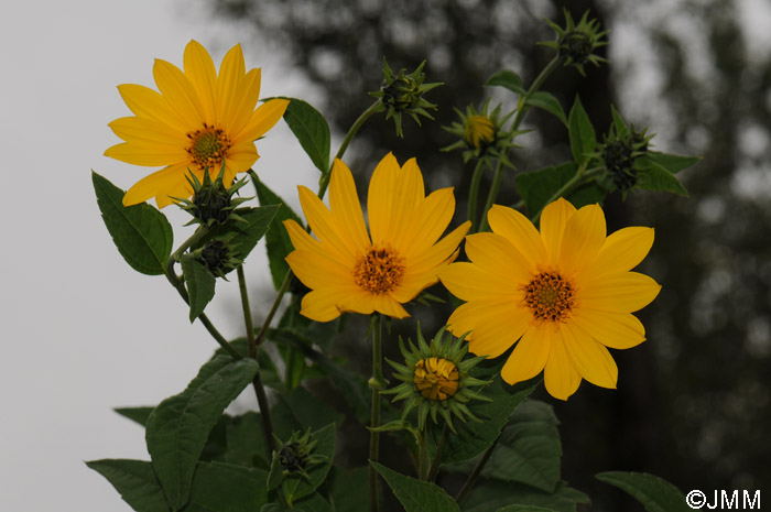 Helianthus tuberosus