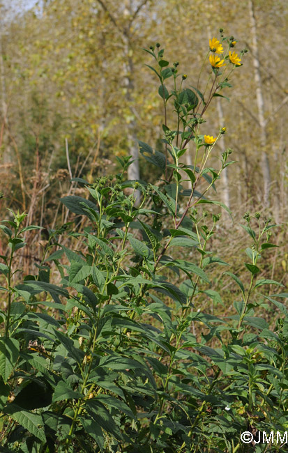 Helianthus tuberosus