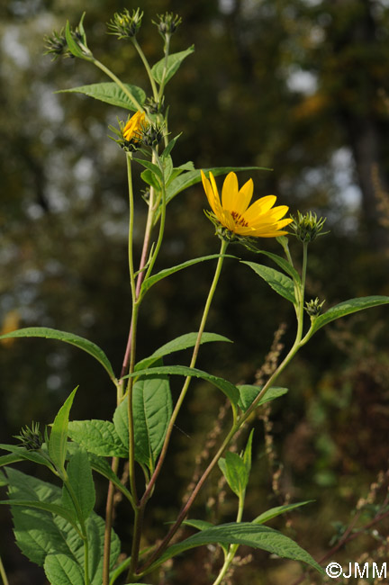 Helianthus tuberosus